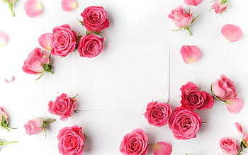 Happy Valentine's Day!, white, woman, valentine, rose, pink, day, bud, mother, card, trandafir HD wallpaper