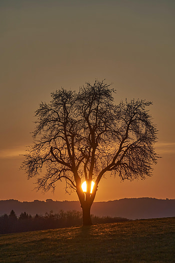 Nature, Sunset, Sun, Bush, Wood, Tree HD phone wallpaper