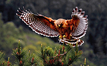 Hawk, animal, wings, bird HD wallpaper
