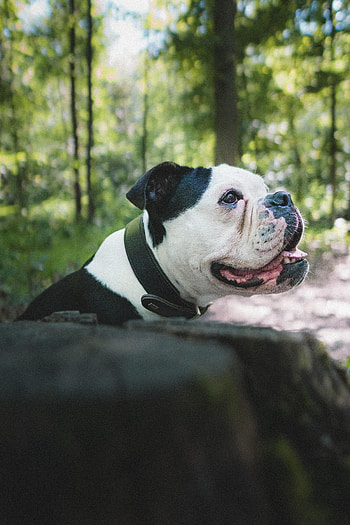 Animals, Dog, Pet, Protruding Tongue, Tongue Stuck Out, Profile, Bulldog HD phone wallpaper