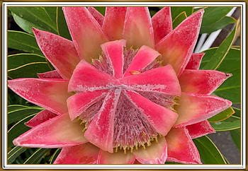 FRAMED FLOWERS, FLOWER, NATURE, , FRAMED HD wallpaper