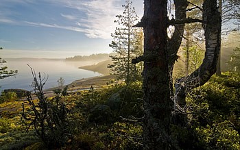 Nature, Dawn, Web, Shore, Bank, Wood, Tree, Fog, Morning HD wallpaper