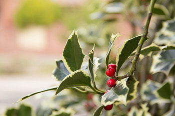 Holly Tree, , Peakpx collection, Nature's wonders HD wallpaper