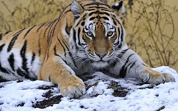 Animals, Snow, To Lie Down, Lie, Muzzle, Tiger HD wallpaper