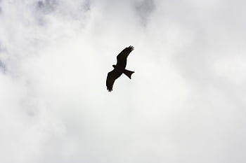 A majestic eagle flying high in a moody sky, showcasing dom and wildlife beauty. HD wallpaper