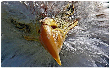 Eagle, marines, recon, usmc, marine corps HD wallpaper