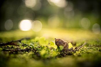 macro HD wallpaper