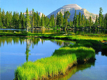 forces of nature, trees, grass, water, mountain HD wallpaper