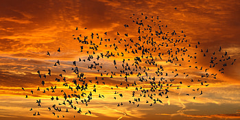 Nature, Birds, Sunset, Sky, Clouds, Silhouettes, Flight HD wallpaper