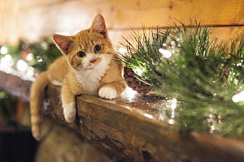 Lying down, kitten, kitty, cat, lie, down HD wallpaper