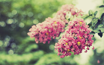 Plants, Flowers HD wallpaper