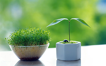 Grass, Miscellanea, Miscellaneous, Vase, Window Sill, Windowsill HD wallpaper