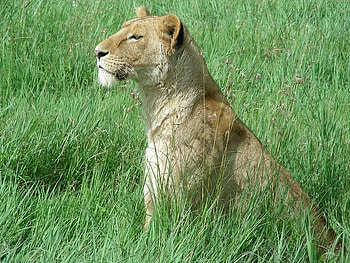 Lioness, grass, hunting, alert HD wallpaper
