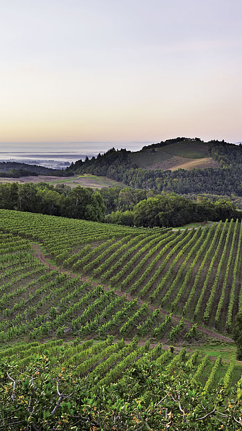 California wine country, walls, Scenic beauty, Winery exploration HD phone wallpaper