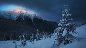 Frozen Spruce Trees Greenery Mountain With Snow Under Black Clouds Sky Winter HD wallpaper