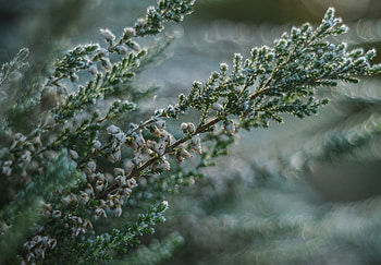 Nature, Plant, Glare, Branches HD wallpaper