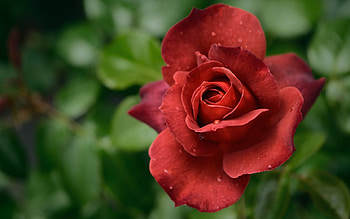 Rose, flower, macro, red HD wallpaper