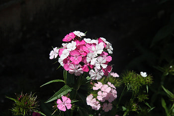 Pink Petal Cluster — Nature, Flower, Pink Flower HD wallpaper