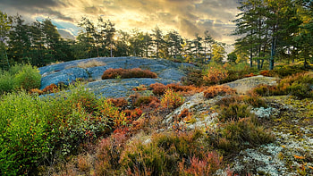 Landscape, plants, grass, nature, tree HD wallpaper