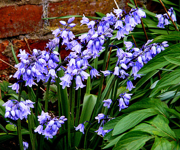 bluebells, blue, wall, leaves, flowers HD wallpaper