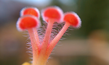 Flower, Plant, Macro, Form HD wallpaper