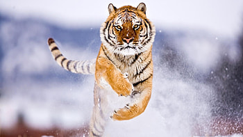 Running tiger animals . HD wallpaper
