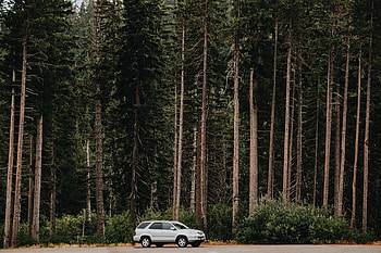 Trees, Cars, Car, Side View HD wallpaper