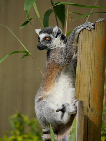 Animals, Animal, Sweetheart, Nice, Bamboo, Lemur HD phone wallpaper