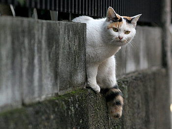 Animals, Cat, Muzzle, Sight, Opinion HD wallpaper