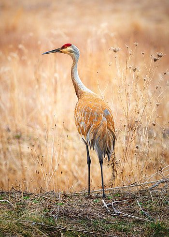 Animals, Grass, Bird, Field, Wildlife, Crane HD phone wallpaper