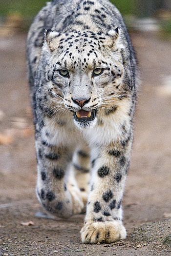 Animals, Snow Leopard, Predator, Big Cat, Fangs, Paws HD phone wallpaper