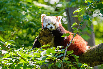 Animals, Wood, Tree, Sight, Opinion, Panda, Red Panda HD wallpaper