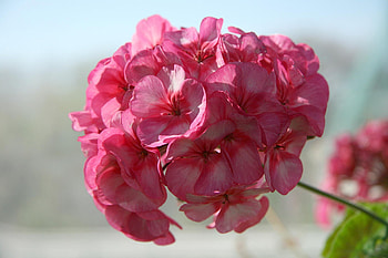 pink summer flower, summer, pink, flower HD wallpaper