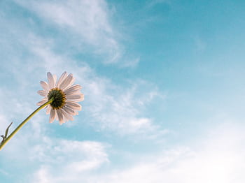 A lone daisy reaching towards a serene blue sky filled with wispy clouds, symbolizing hope and growth. HD wallpaper