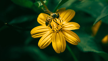 Bee, animal, flower, insect HD wallpaper