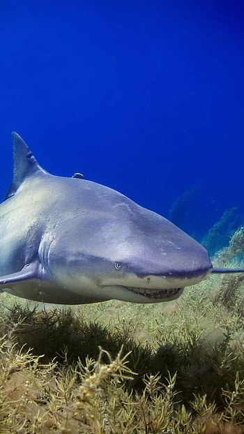 Shark, Killer, Hunter HD phone wallpaper