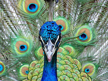 peacock portrait, colours, peacock, bird HD wallpaper