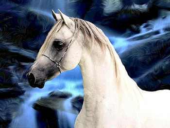 The White Stallion, nature, dark clouds, arabians, skys HD wallpaper