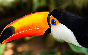 Toucan, 65 unique , Colorful plumage, Exquisite bird HD wallpaper
