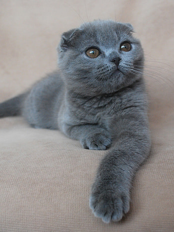 Scottish Fold, Beautiful cat, Orange eyes HD phone wallpaper