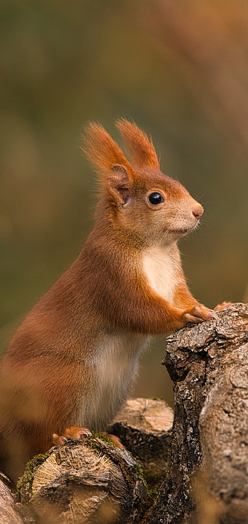 Squirrel Serenity: Nature’s Perfect , Animal, squirrel HD phone wallpaper