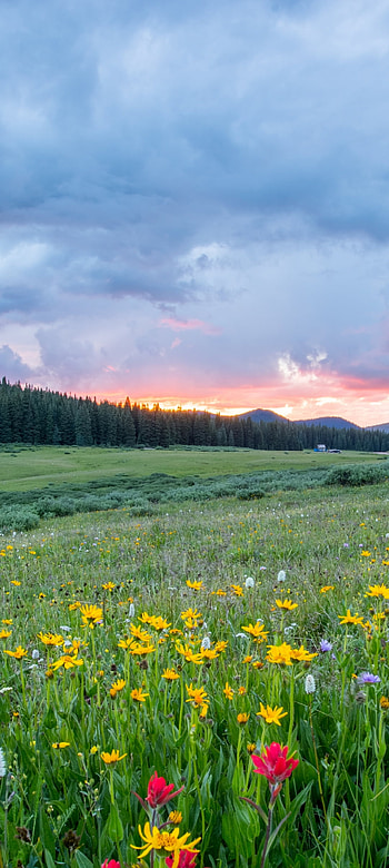 Pretty Clouds over Flower Field, nature, landscape HD phone wallpaper