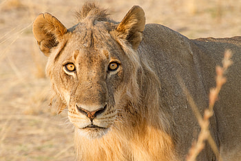 Animals, Predator, Lioness, Ears, Moustache, Mustache HD wallpaper