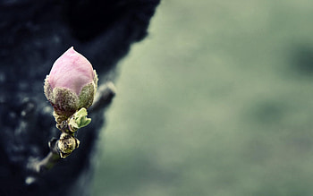Grass, Flower, Macro, Bud, Spring, Sprout HD wallpaper