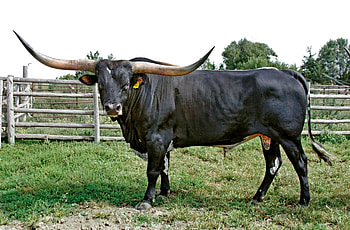 Texas Longhorn, Cow HD wallpaper