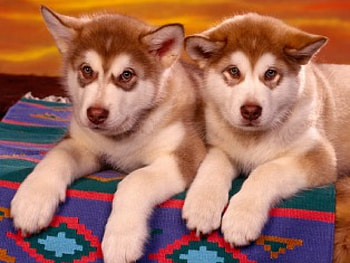 Sweet Twosome, dogs, puppies, huskies, animals HD wallpaper