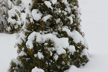 Snow fall on Junipers, Landscape, Winter, Junipers, Snow HD wallpaper