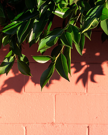 Leaves, Plant, Macro, Branch, Shadow, Wall HD phone wallpaper