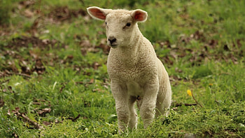 Cute baby sheep, , Adorable animals, High-resolution HD wallpaper