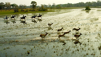 Pferdesafari, Okavango Delta, Safarifrank, Wildlife exploration HD wallpaper